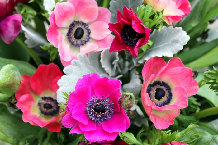 Close-up of colorful Anemone flowers