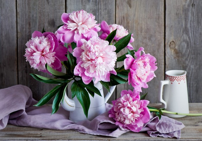 Pink peonies in a white vase with a jug