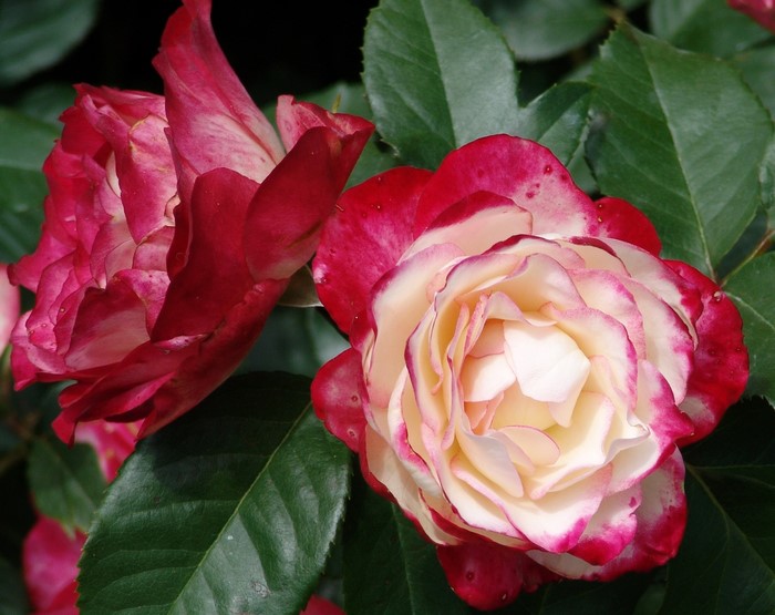 Two bicolor roses with red and white petals