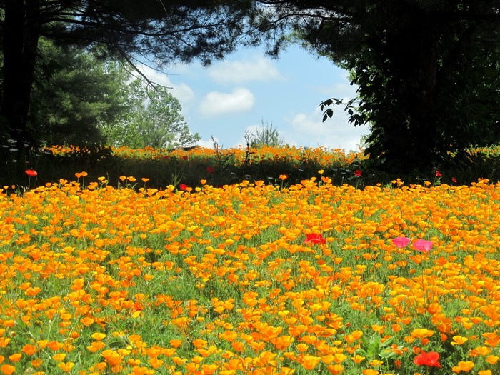 Field of Orange Poppies Under Trees