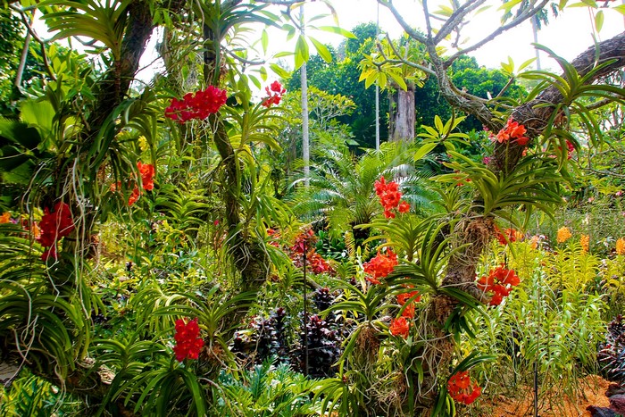 Orchids growing on trees in a garden