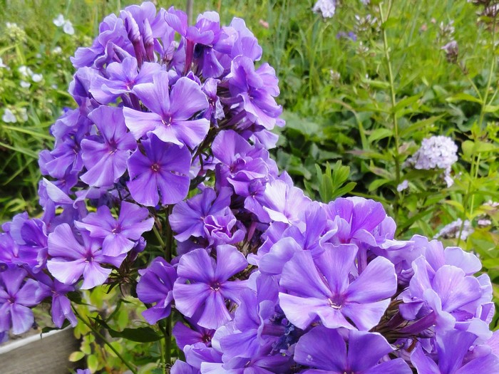 Purple Phlox flowers in a garden