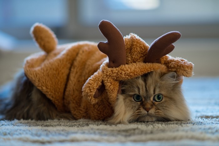 Cat wearing a reindeer costume