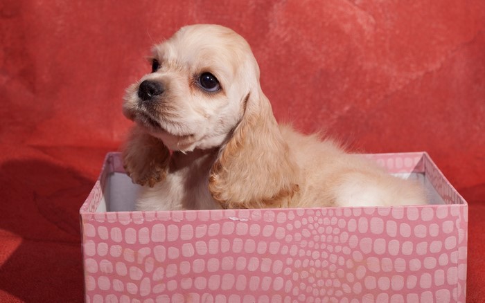 American Cocker Spaniel puppy in a pink box