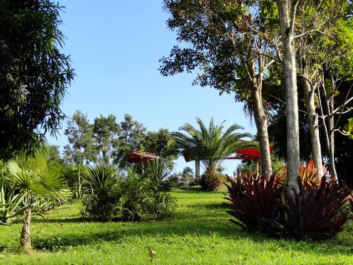 Park with palm trees and shrubs in Caguas, Puerto Rico
