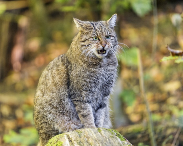 A Scottish wildcat sitting on a log