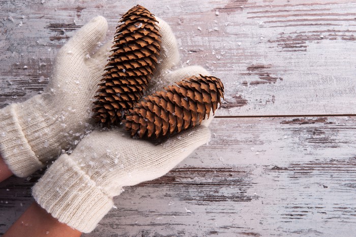 Hands holding pine cones with snow