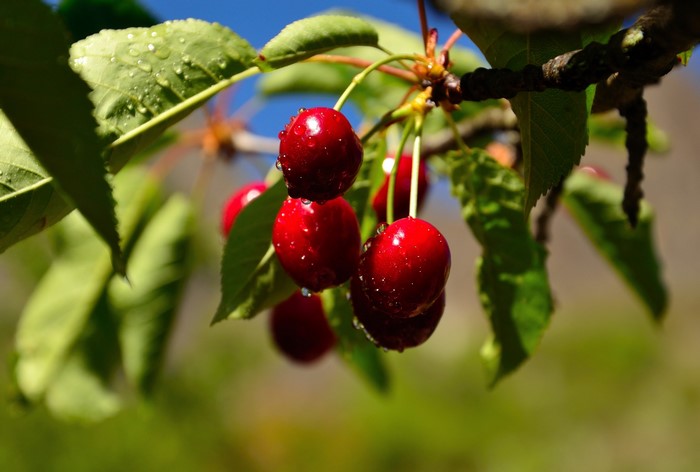 Cherries on a branch with water droplets