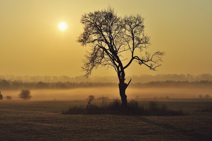 Tree in Foggy Field at Sunrise