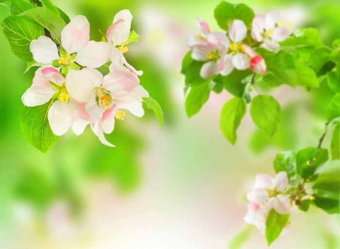 Apple blossoms on branches with green leaves