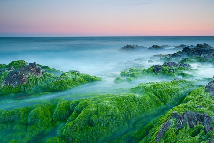 Green Algae Covered Rocks on Coastline at Sunset