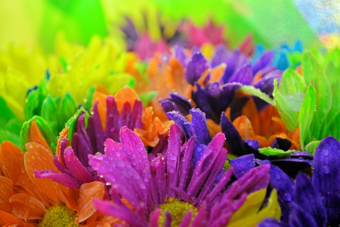 Colorful flowers with water drops