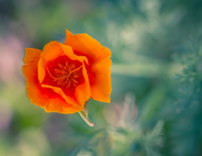 Orange California Poppy Closeup