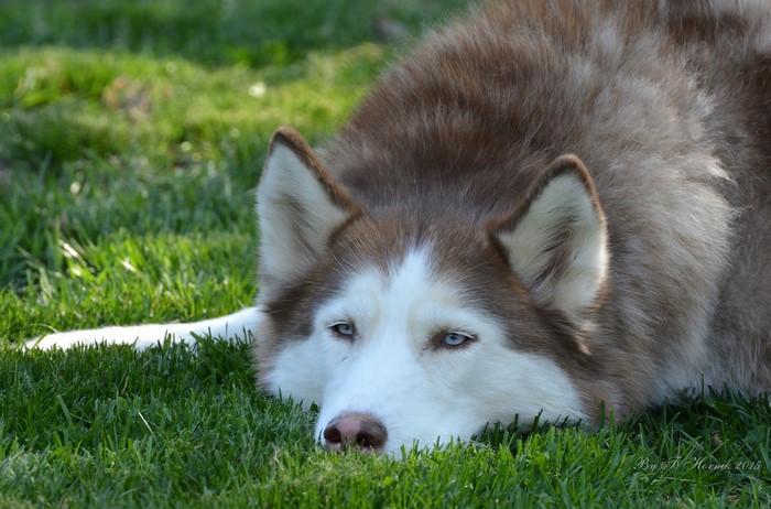 Husky dog lying on green grass