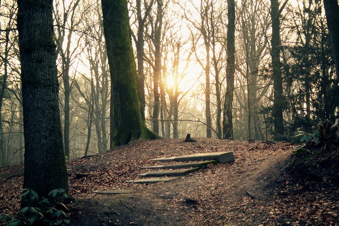 Forest with stairs and sunbeams