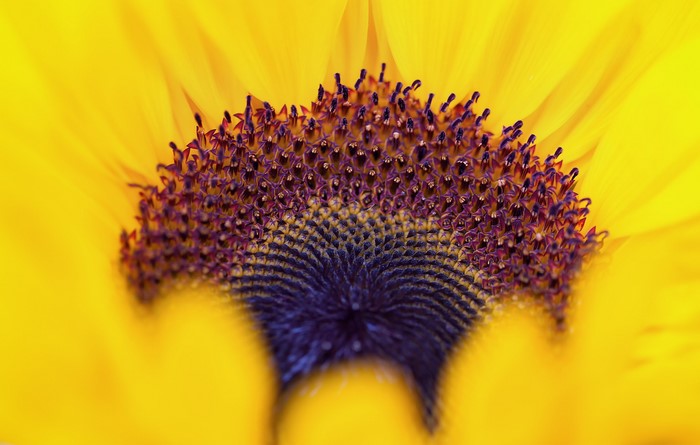 Closeup of a Sunflower Center