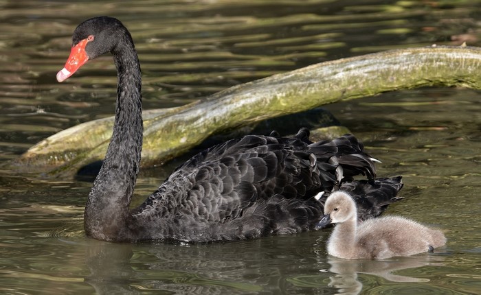 Black Swan and Cygnets Swimming in Water