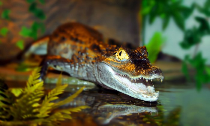 A young caiman with its mouth open in water