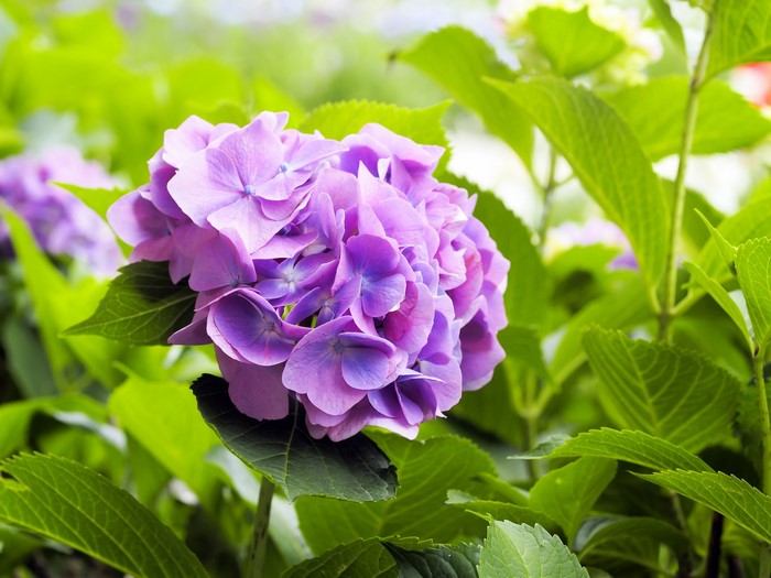 Purple Hydrangea Flower Closeup