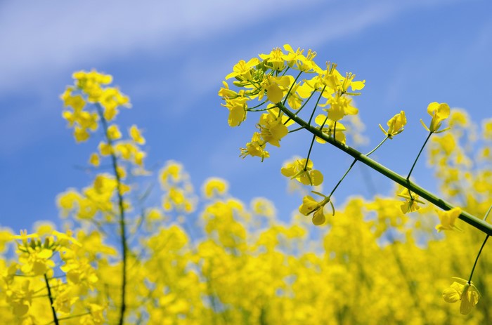 Yellow rapeseed flowers against a blue sky