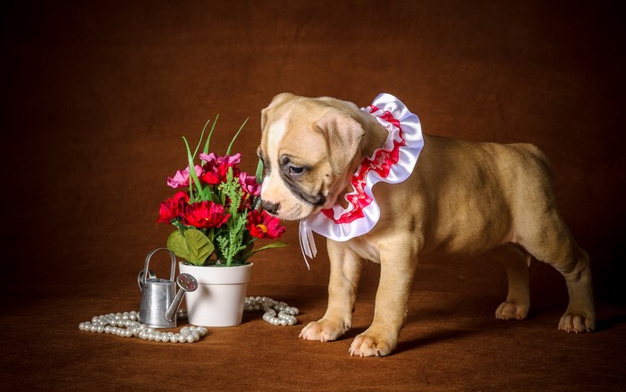 American Staffordshire Terrier puppy with flowers