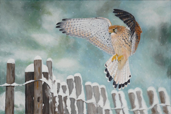 Painting of a kestrel in flight over a snowy fence