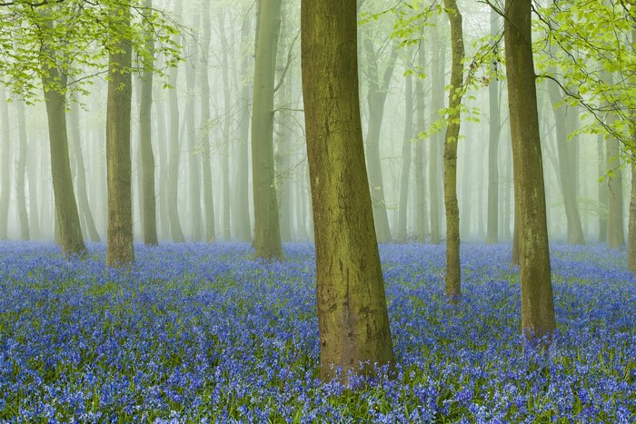 Bluebells in a foggy forest with trees