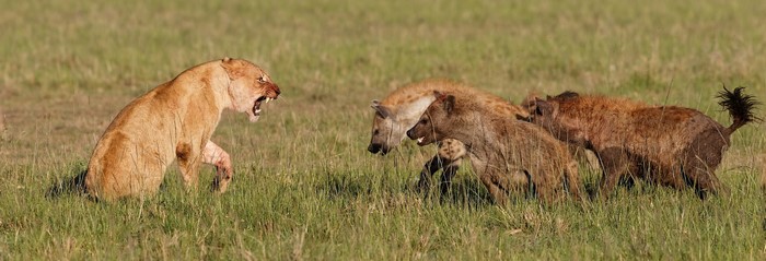 Lioness confronts a pack of hyenas in a grassy field