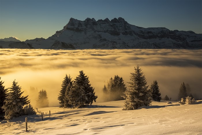 Snowy mountain range above clouds with spruce trees