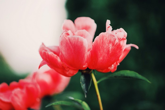 Close-up of a red peony flower