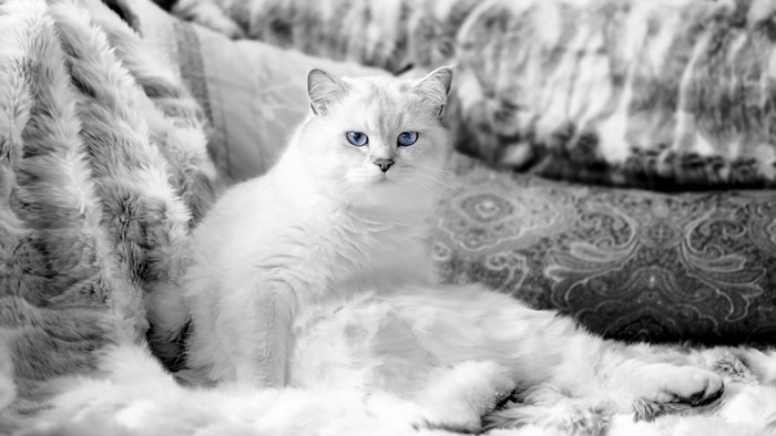 White cat with blue eyes on a patterned couch