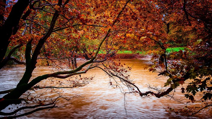Autumn trees with colorful foliage over a flowing river