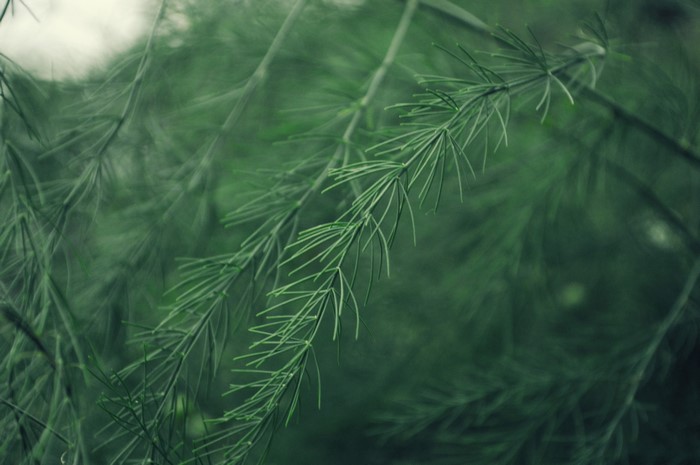 Green Spruce Branches Closeup