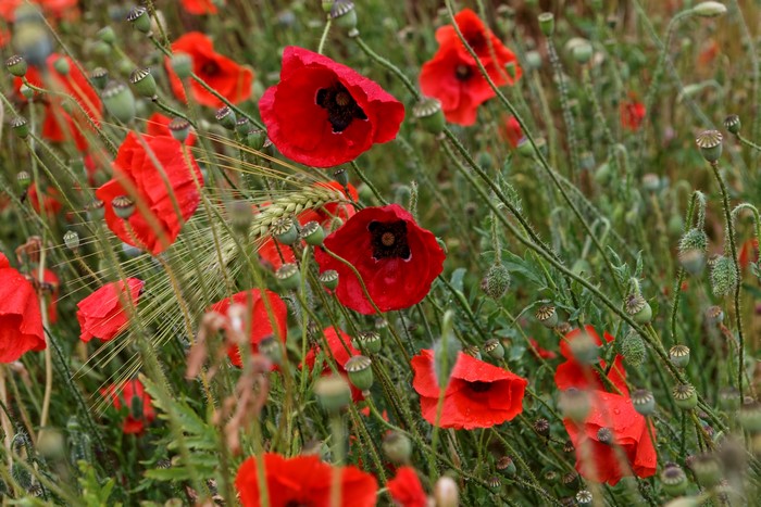 4K Red Poppies Field
