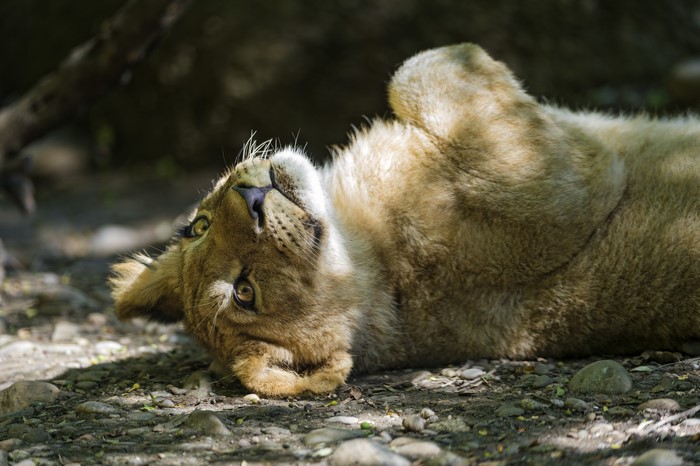 Lion lying on its back