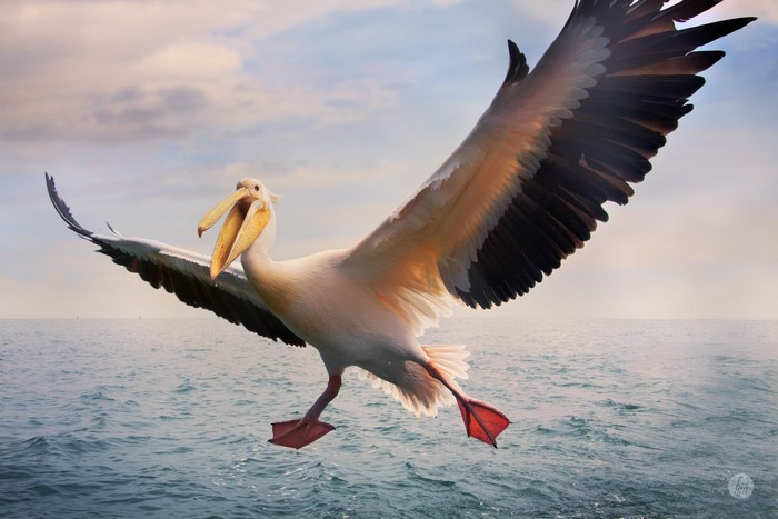 Great White Pelican in flight over the sea