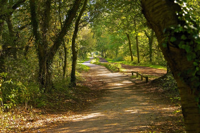 A sun-dappled forest path with trees and benches