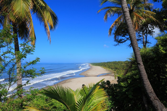 Tropical beach with palm trees and ocean waves