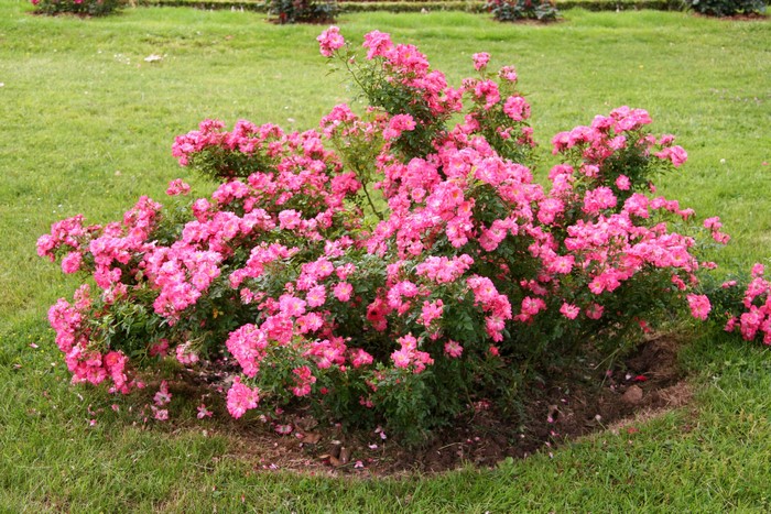 A large bush of pink roses in a grassy garden