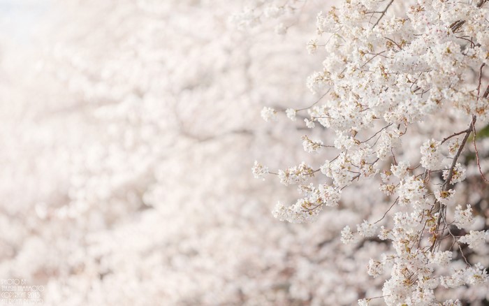 Cherry blossoms on branches