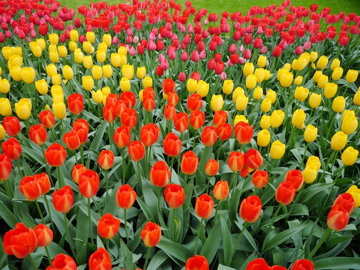 Field of Red and Yellow Tulips