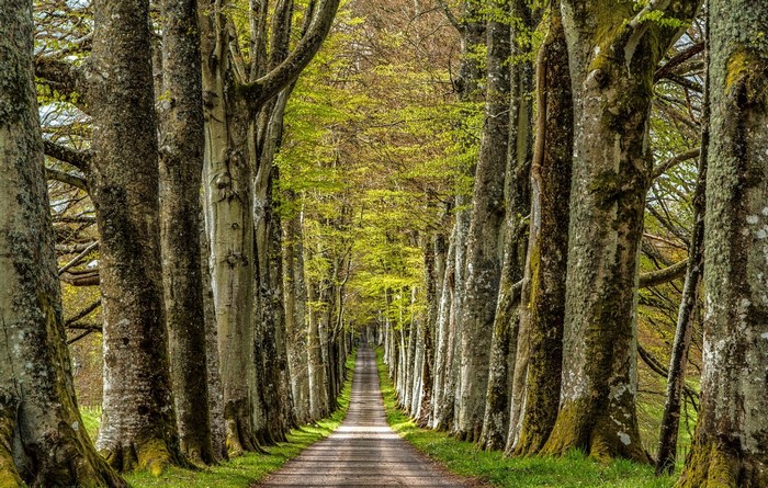 Tree-lined road in a forest