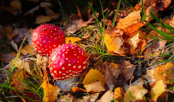 Two Fly Agaric mushrooms in autumn foliage