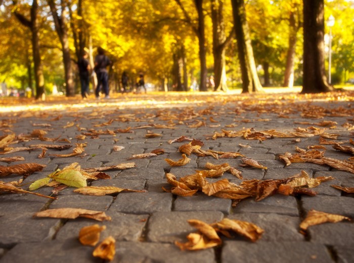 Autumn park path with fallen leaves