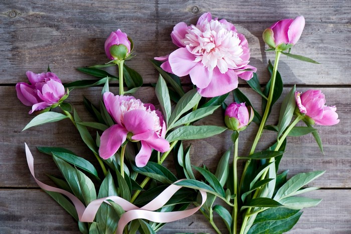 Pink peonies and buds on a wooden background