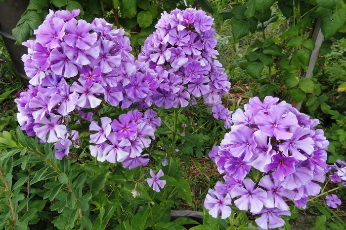 Purple Phlox flowers in a garden