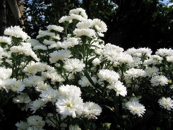 A dense cluster of white asters in bloom