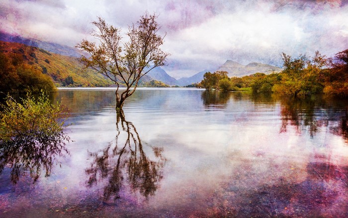 Tree reflected in a lake with mountains in the background
