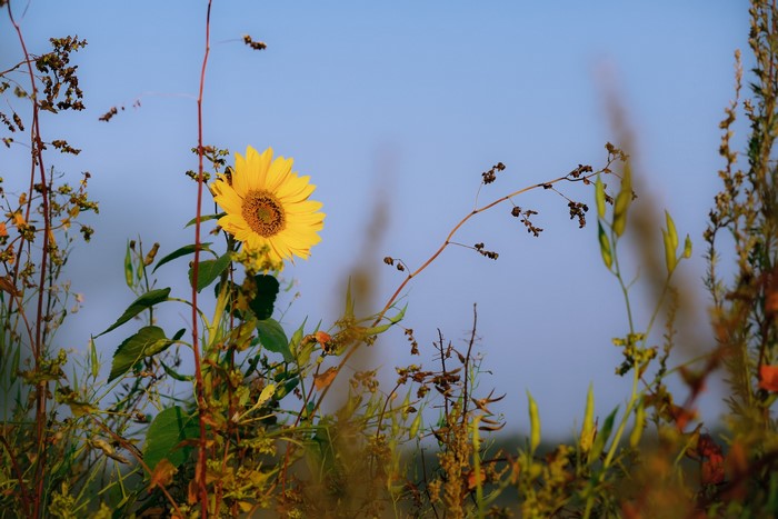 Sunflower in a field with blue sky