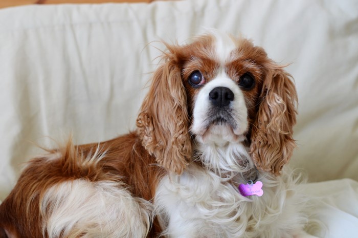 Cavalier King Charles Spaniel dog with pink tag